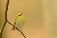 Budnicek lesni - Phylloscopus sibilatrix - Wood Warbler 2544